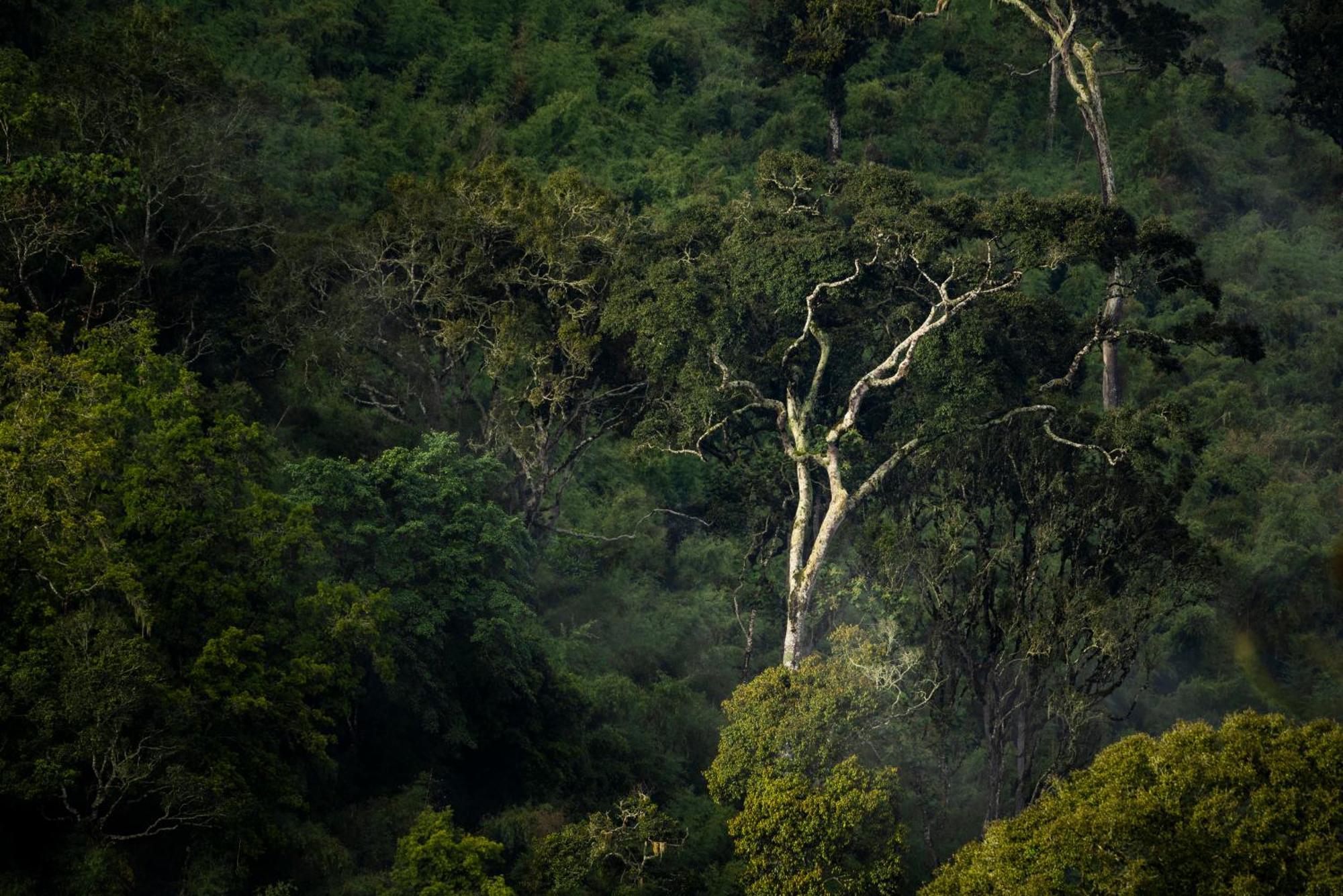 Caiman Lodge - Cuyabeno Nature Amazon Tour Екстериор снимка