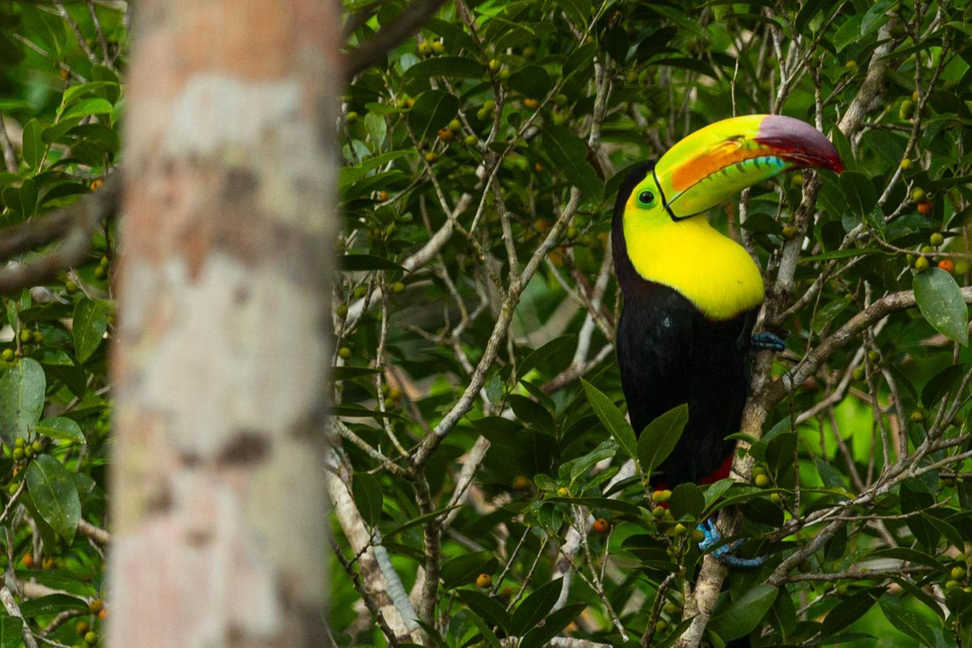 Caiman Lodge - Cuyabeno Nature Amazon Tour Екстериор снимка